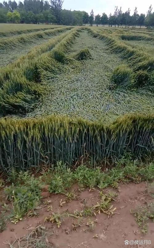 日本朋友家麥子