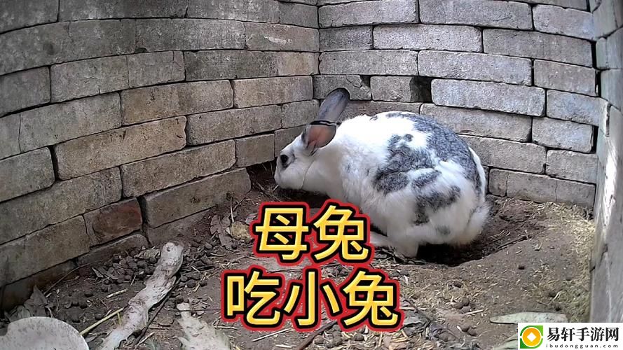 男生為何喜歡吃女生小兔兔