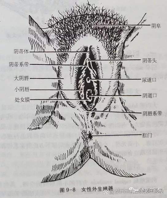 大蔭蒂BBBBBB大蔭蒂