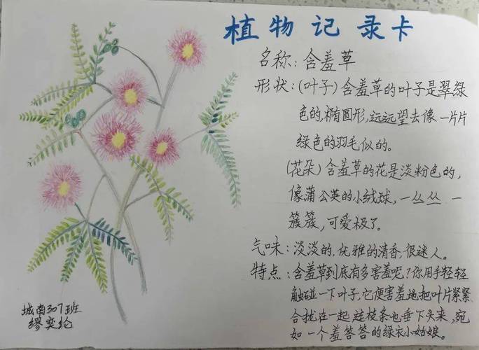 含羞草一卡2卡3卡4卡