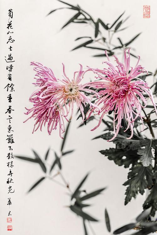 國產(chǎn)做受入口竹菊