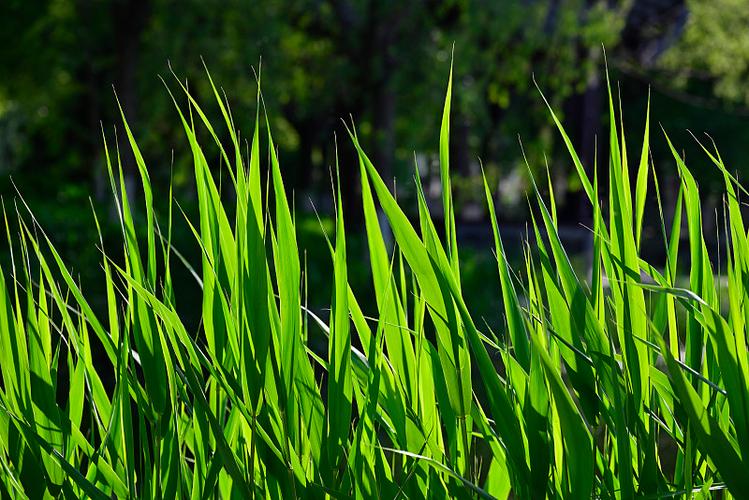 青青河邊草高清免費(fèi)