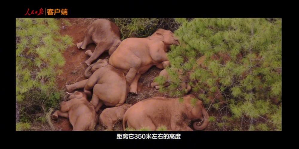 大象為何總能三秒內(nèi)回家