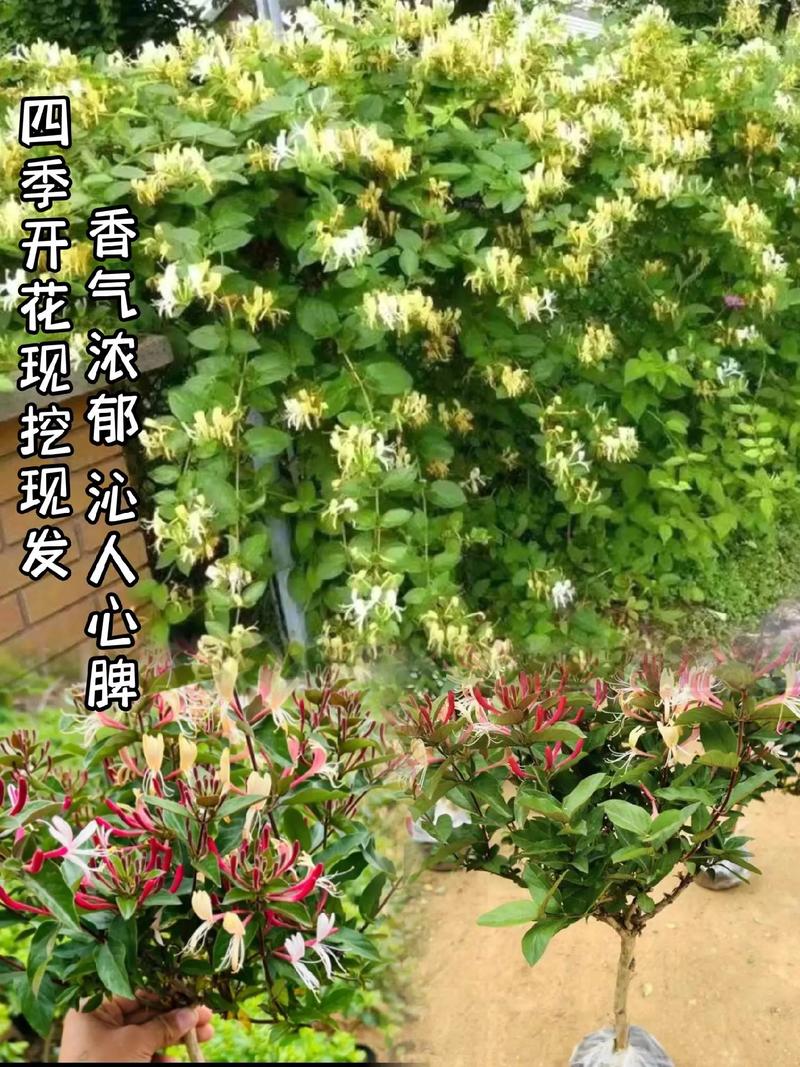 大佬們1v3金銀花