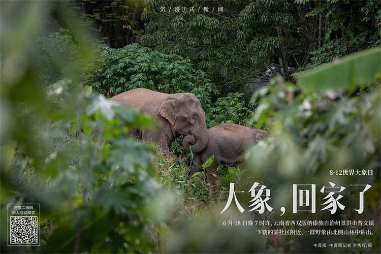 大象為何總能三秒內(nèi)回家