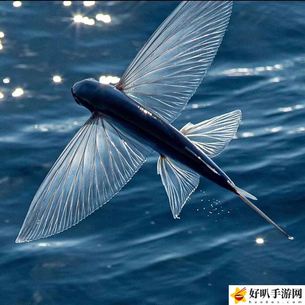 神奇海洋11月8日答案分享：攻略明確升級路徑