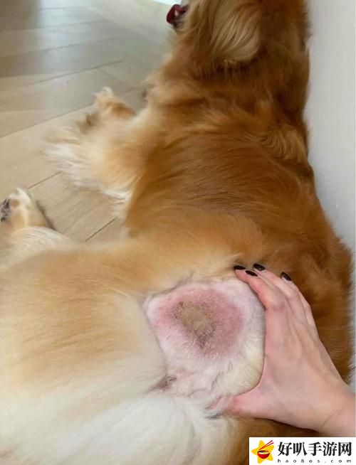 美國人與動物膠配方大全圖片